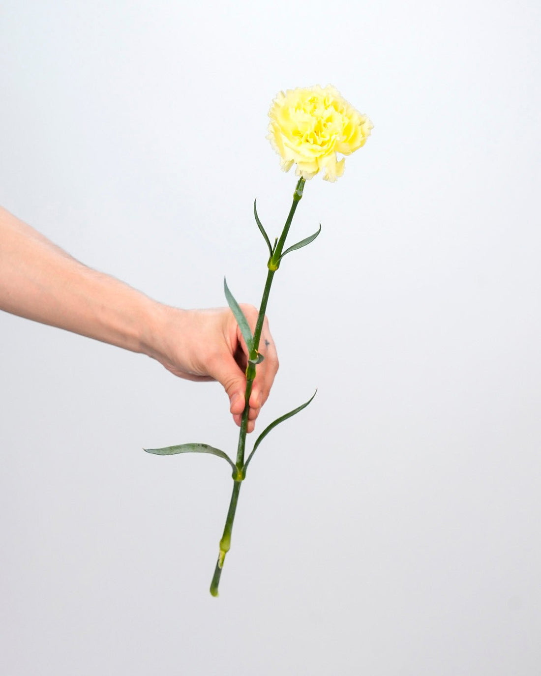 Carnation Light Yellow - 20 Stems - Laflora.ae
