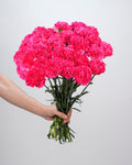 Carnation Dark Pink - 20 Stems - Laflora.ae