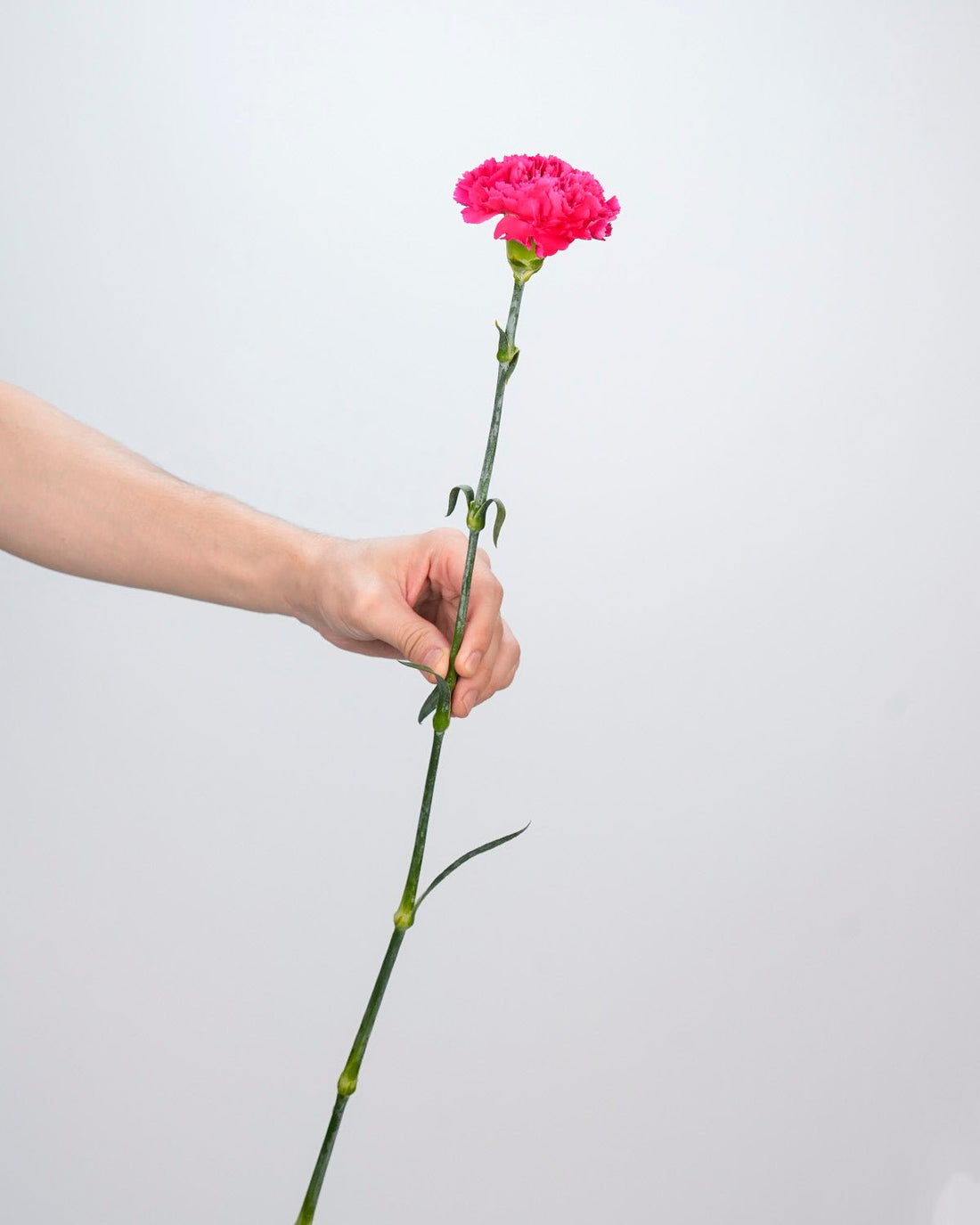 Carnation Dark Pink - 20 Stems - Laflora.ae