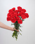 Carnation Red - 20 Stems - Laflora.ae
