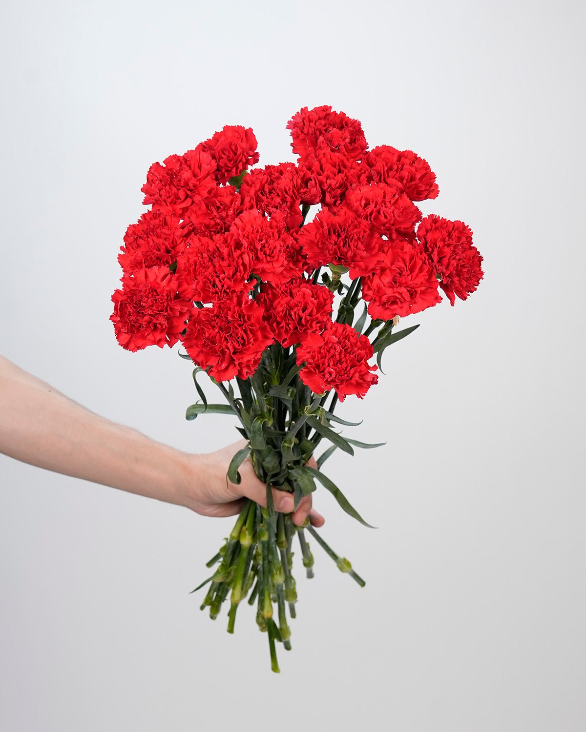 Carnation Red - 20 Stems - Laflora.ae