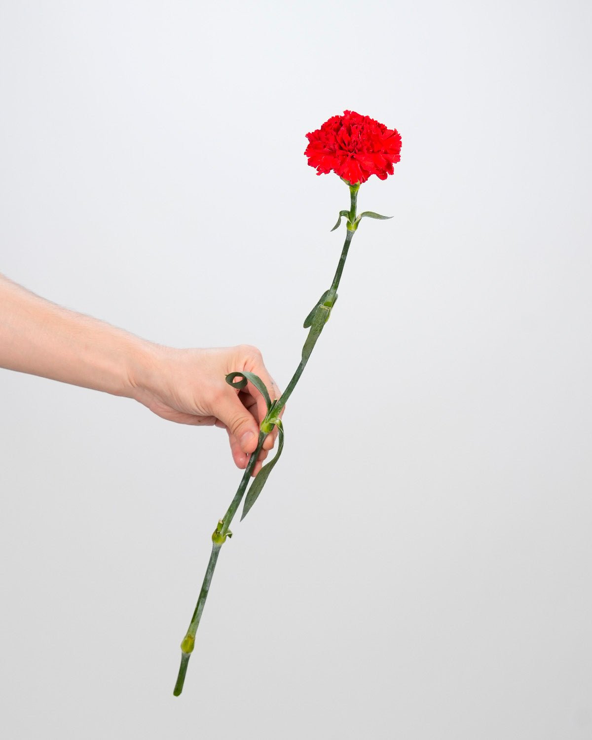 Carnation Red - 20 Stems - Laflora.ae