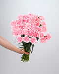 Carnation Light Pink - 20 Stems - Laflora.ae