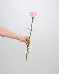 Carnation Light Pink - 20 Stems - Laflora.ae