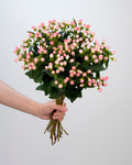 Hypericum Light Pink - 10 Stems - Laflora.ae