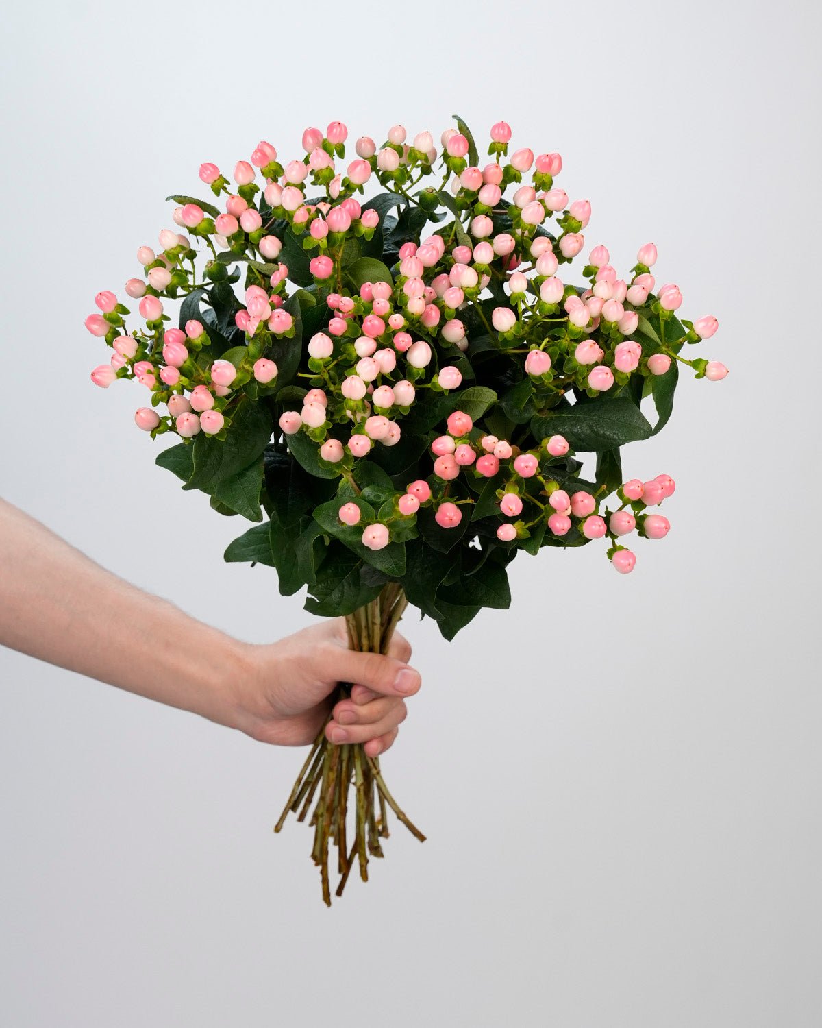 Hypericum Light Pink - 10 Stems - Laflora.ae