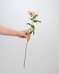 Hypericum Light Pink - 10 Stems - Laflora.ae