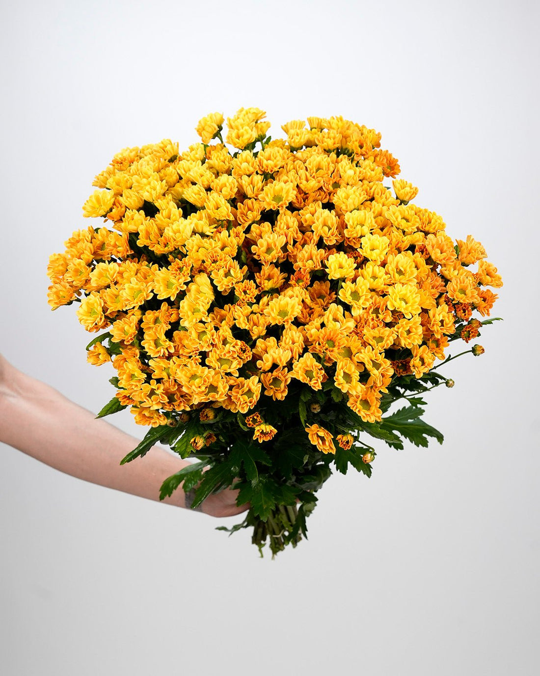 Chrysanthemum Spray Insta Orange - 25 Stems - Laflora.ae