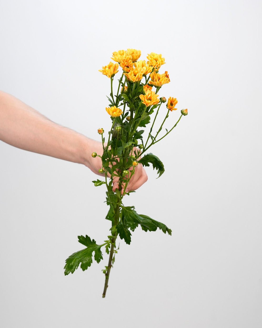 Chrysanthemum Spray Insta Orange - 25 Stems - Laflora.ae