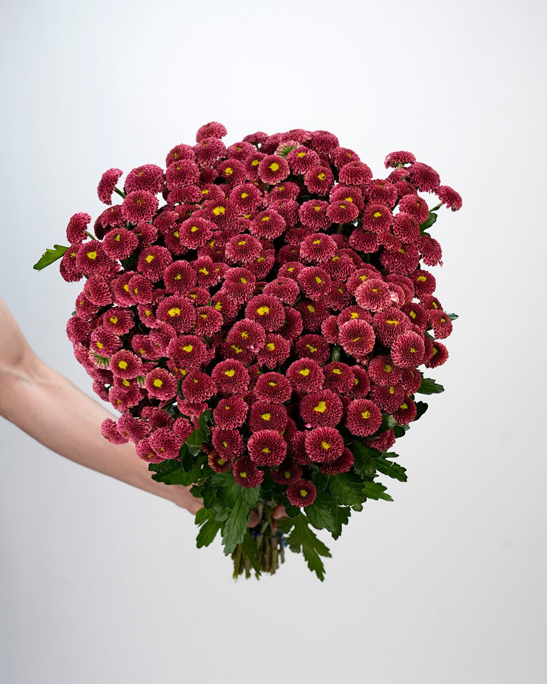 Chrysanthemum Santini Dark Red - 25 Stems - Laflora.ae