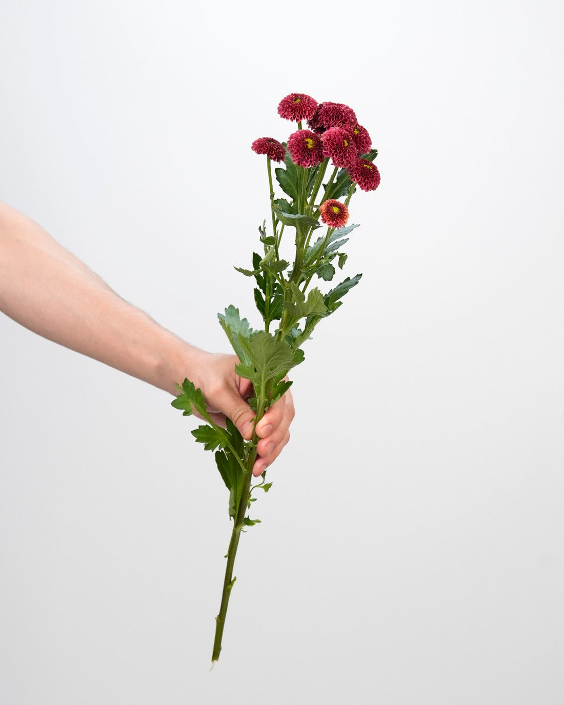 Chrysanthemum Santini Dark Red - 25 Stems - Laflora.ae