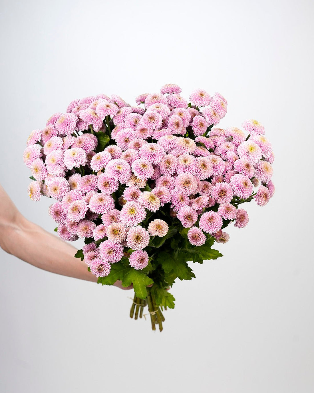 Chrysanthemum Santini Doria Pink - 25 Stems - Laflora.ae