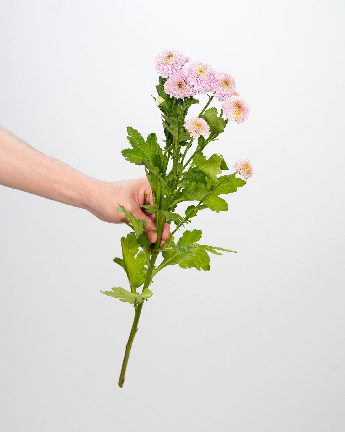Chrysanthemum Santini Doria Pink - 25 Stems - Laflora.ae