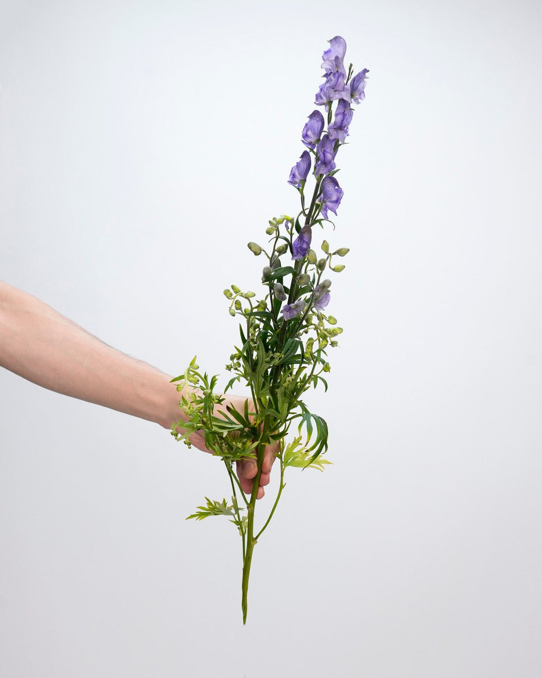 Matthiola Purple - 10 Stems - Laflora.ae