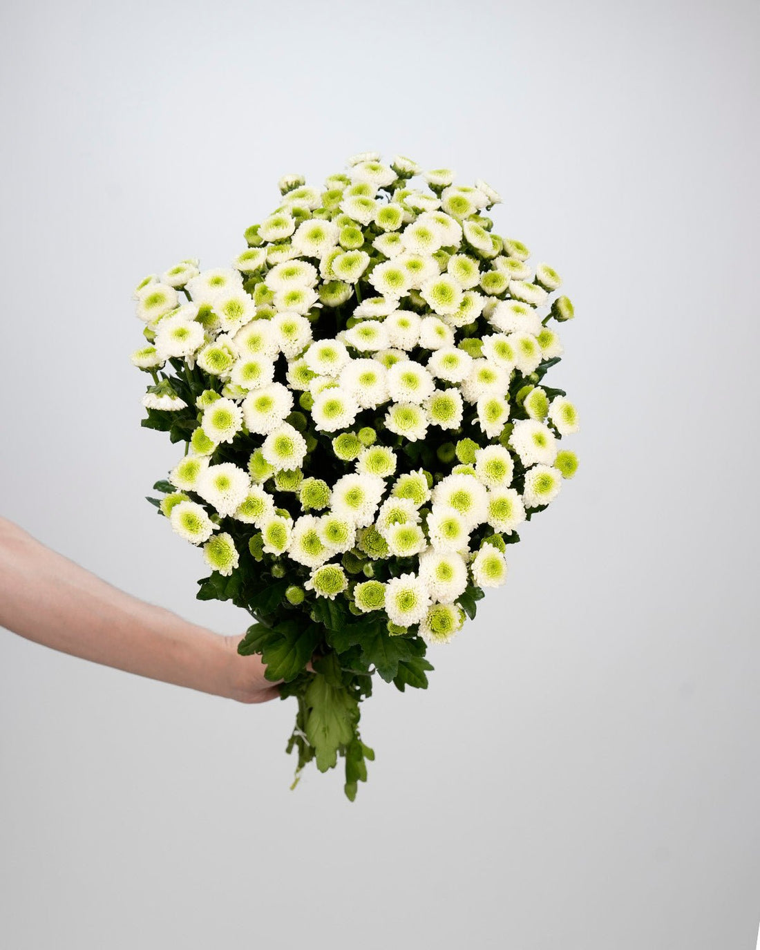 Chrysanthemum Santini Ferry White - 25 Stems - Laflora.ae