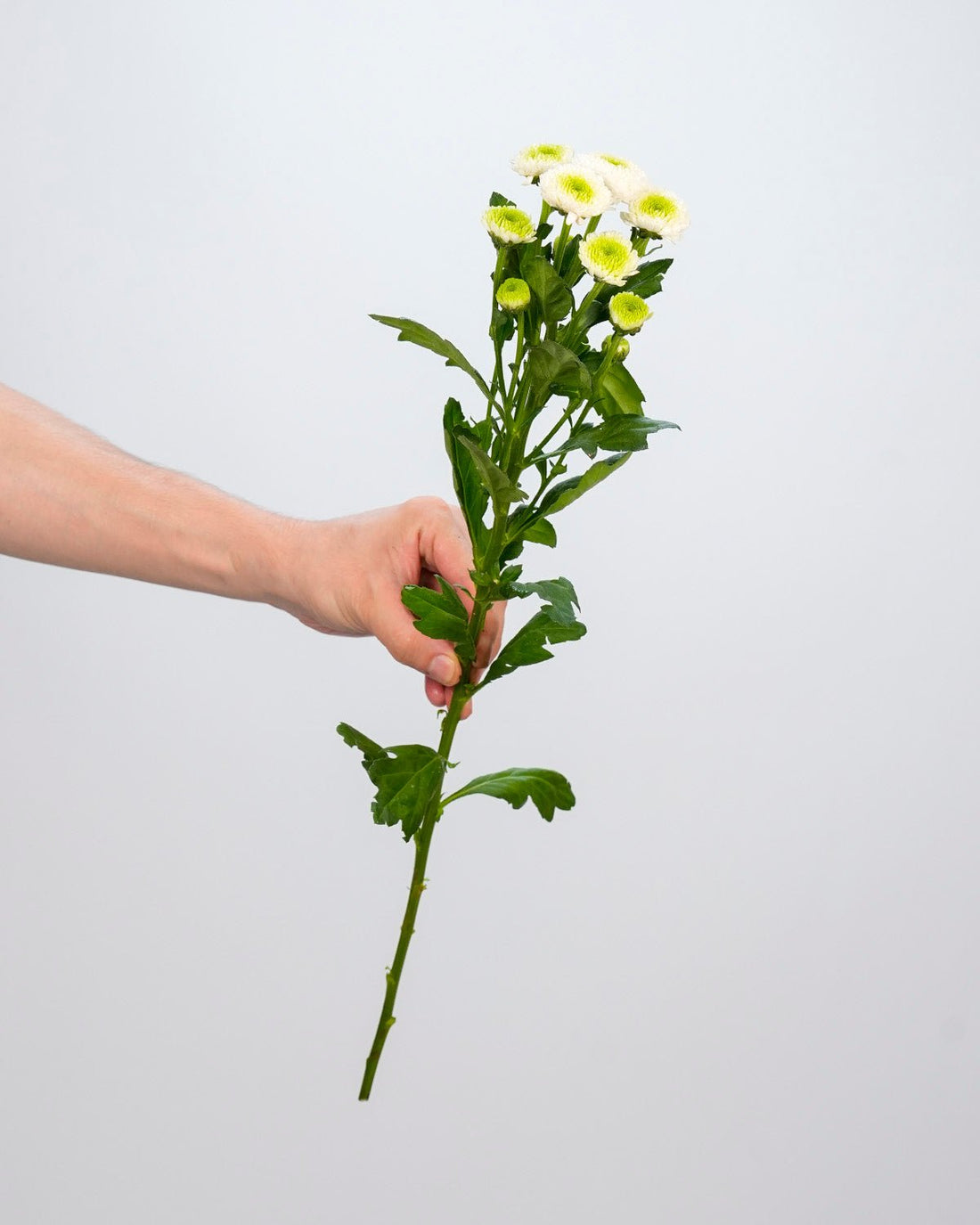 Chrysanthemum Santini Ferry White - 25 Stems - Laflora.ae