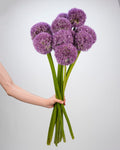 Allium Purple - 5 Stems - Laflora.ae