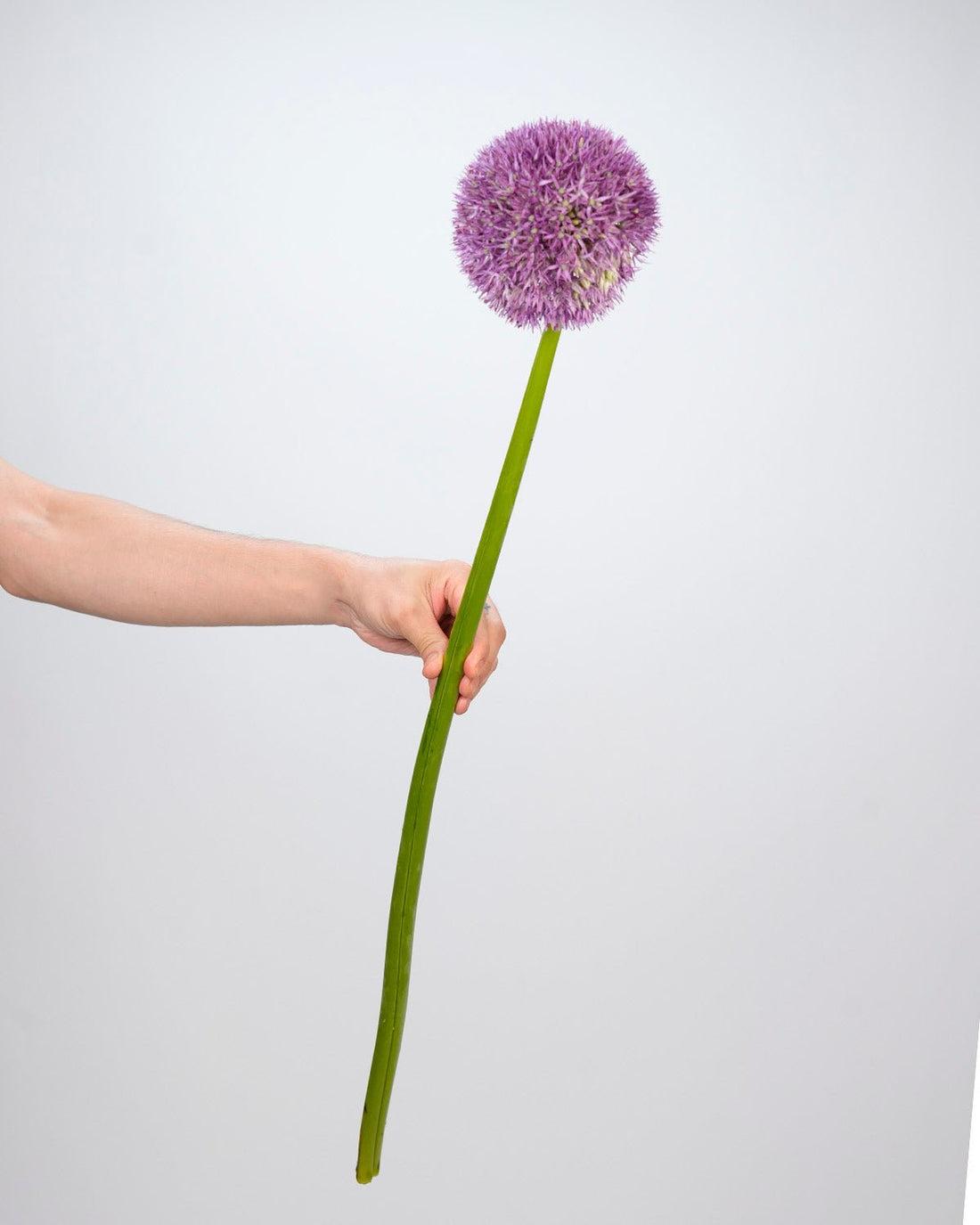 Allium Purple - 5 Stems - Laflora.ae
