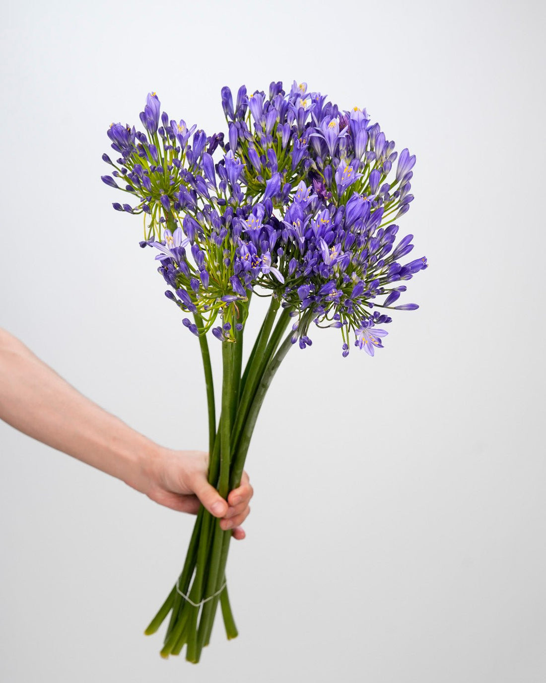 Agapanthus Purple - 10 stems - Laflora.ae