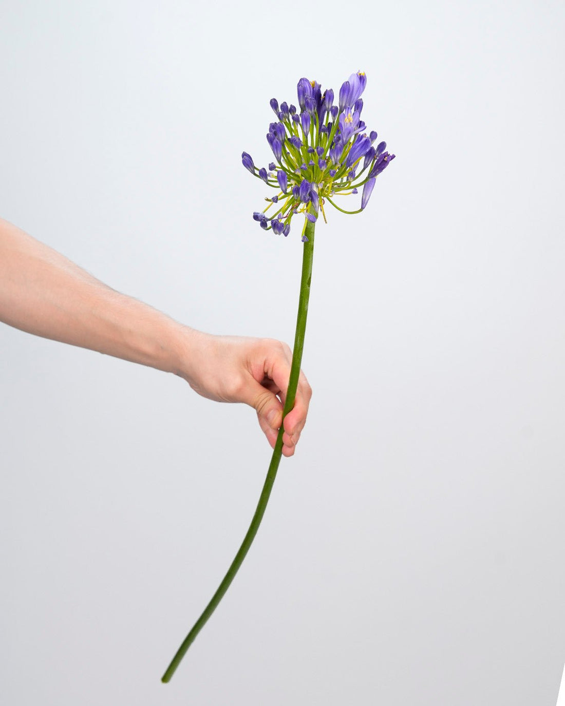 Agapanthus Purple - 10 stems - Laflora.ae