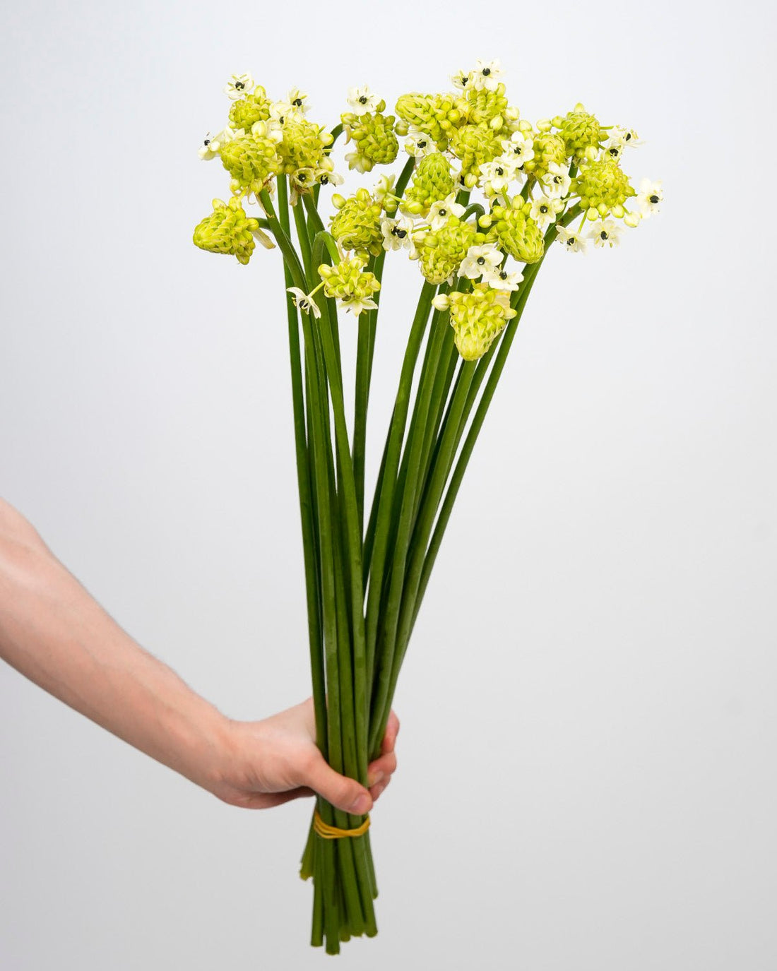 Ornithogalum - 10 Stems - Laflora.ae