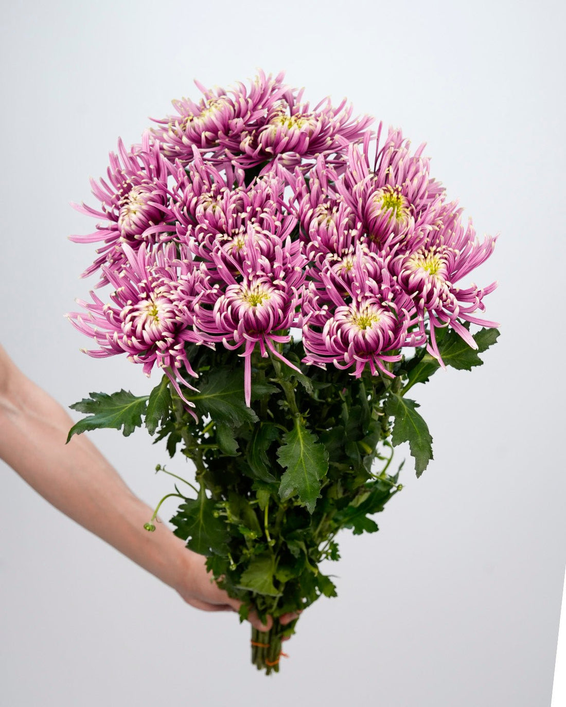 Chrysanthemum Spider Light Purple Double Color - 10 Stems - Laflora.ae