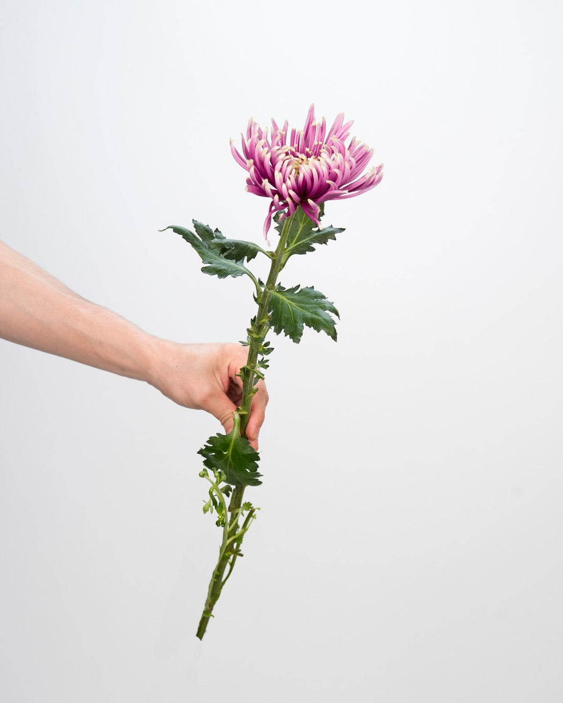 Chrysanthemum Spider Light Purple Double Color - 10 Stems - Laflora.ae