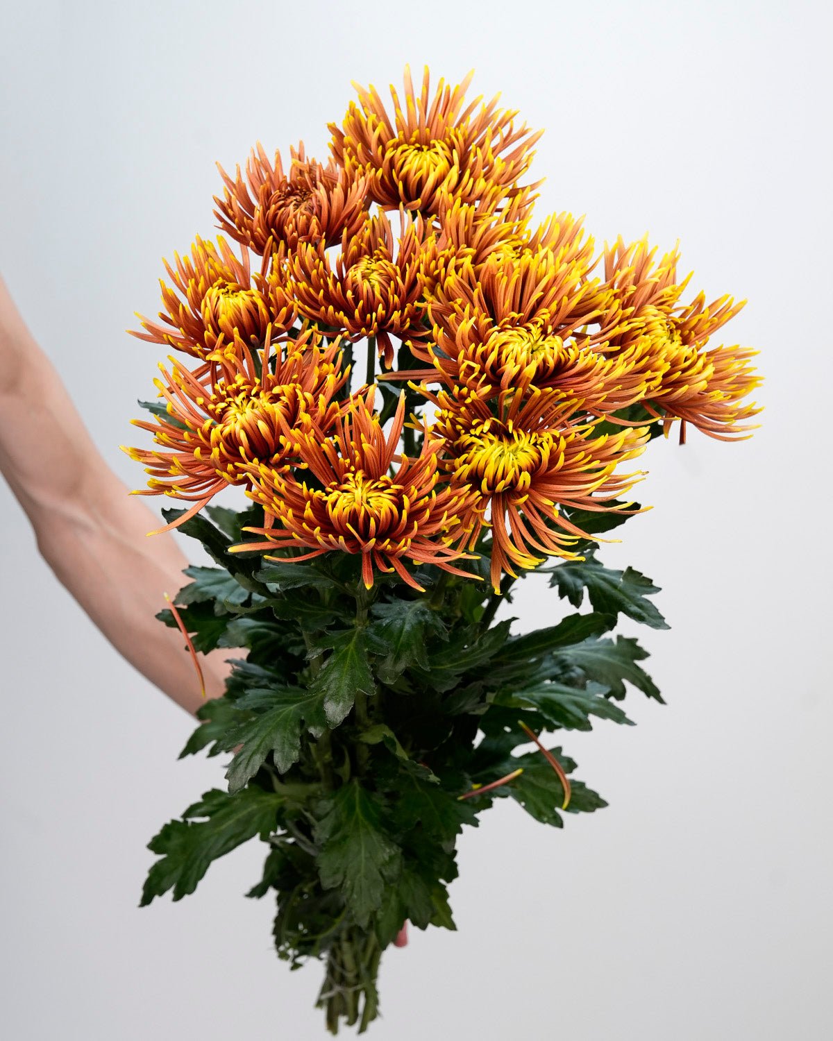 spider chrysanthemum plants Chrysanthemum Spider Orange Double Color