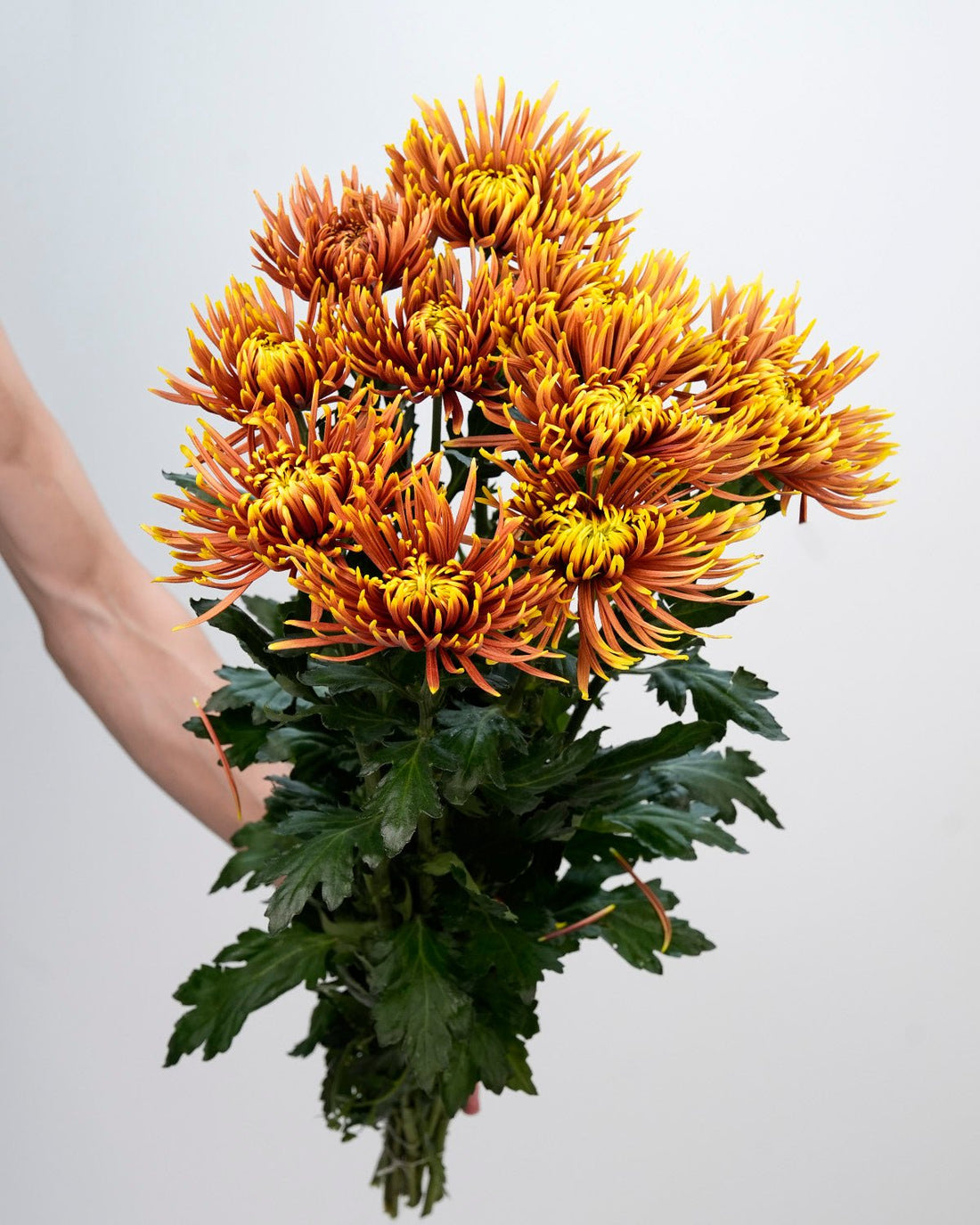 Chrysanthemum Spider Orange Double Color - 10 Stems - Laflora.ae