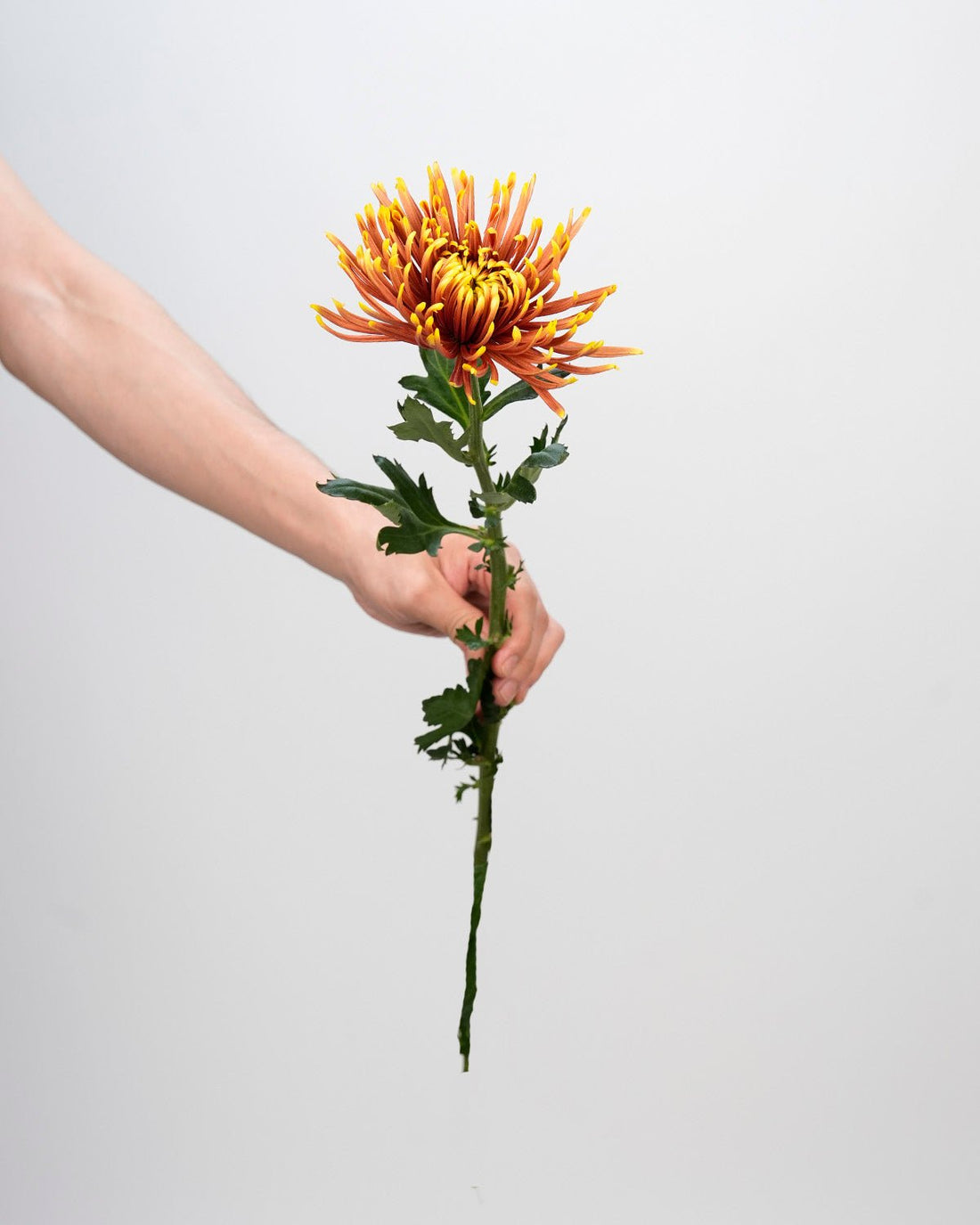 Chrysanthemum Spider Orange Double Color - 10 Stems - Laflora.ae