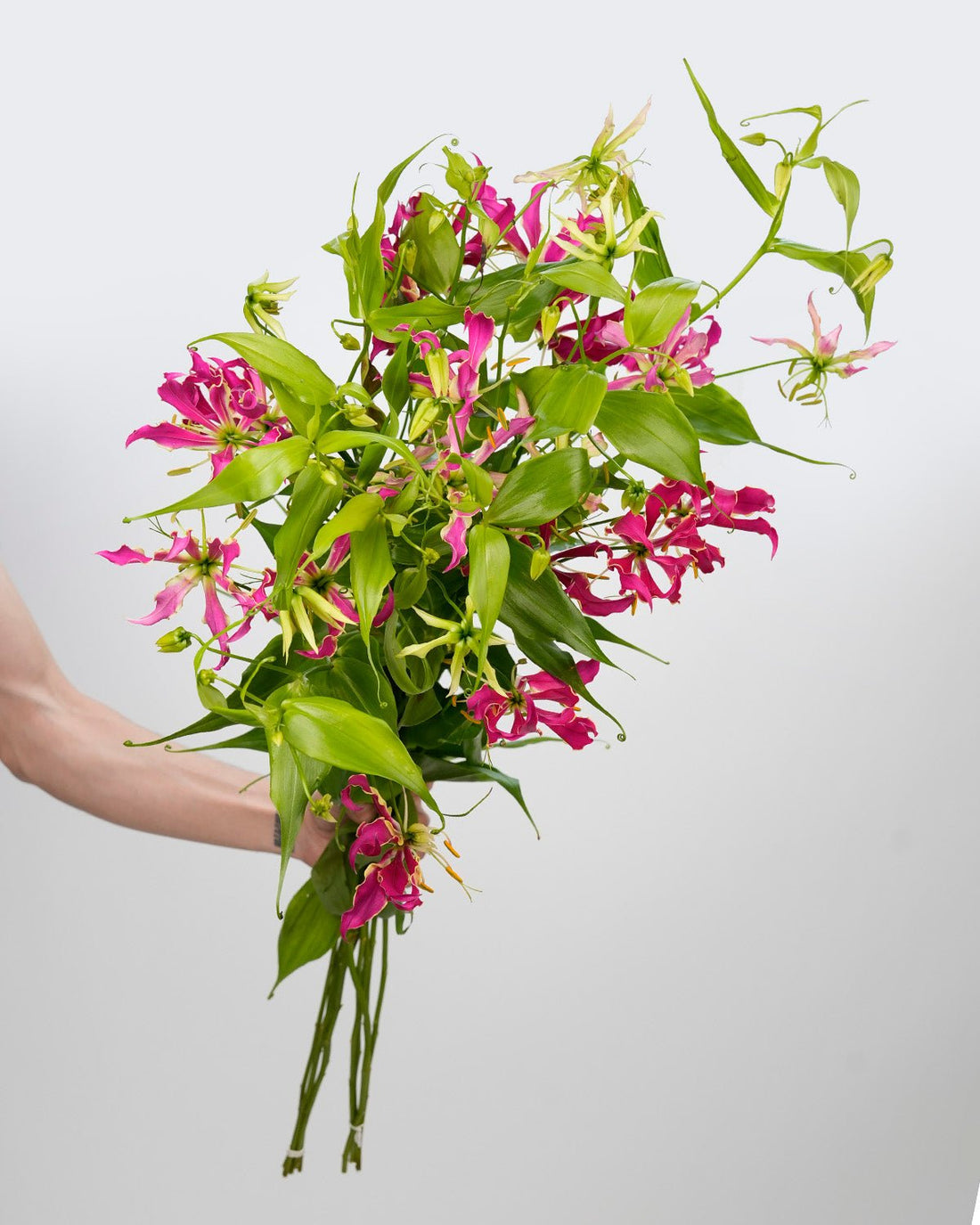 Gloriosa Pink - 5 Stems - Laflora.ae