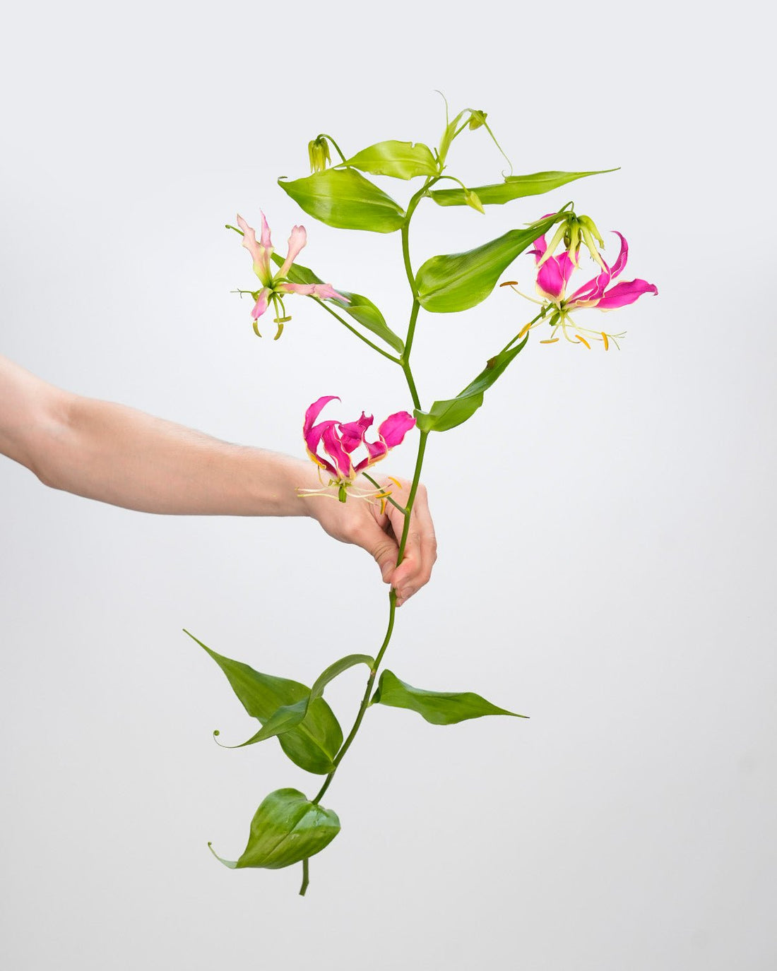 Gloriosa Pink - 5 Stems - Laflora.ae