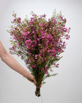 Wax Flower - Pinky Lavender (25 Stems) - Laflora.ae