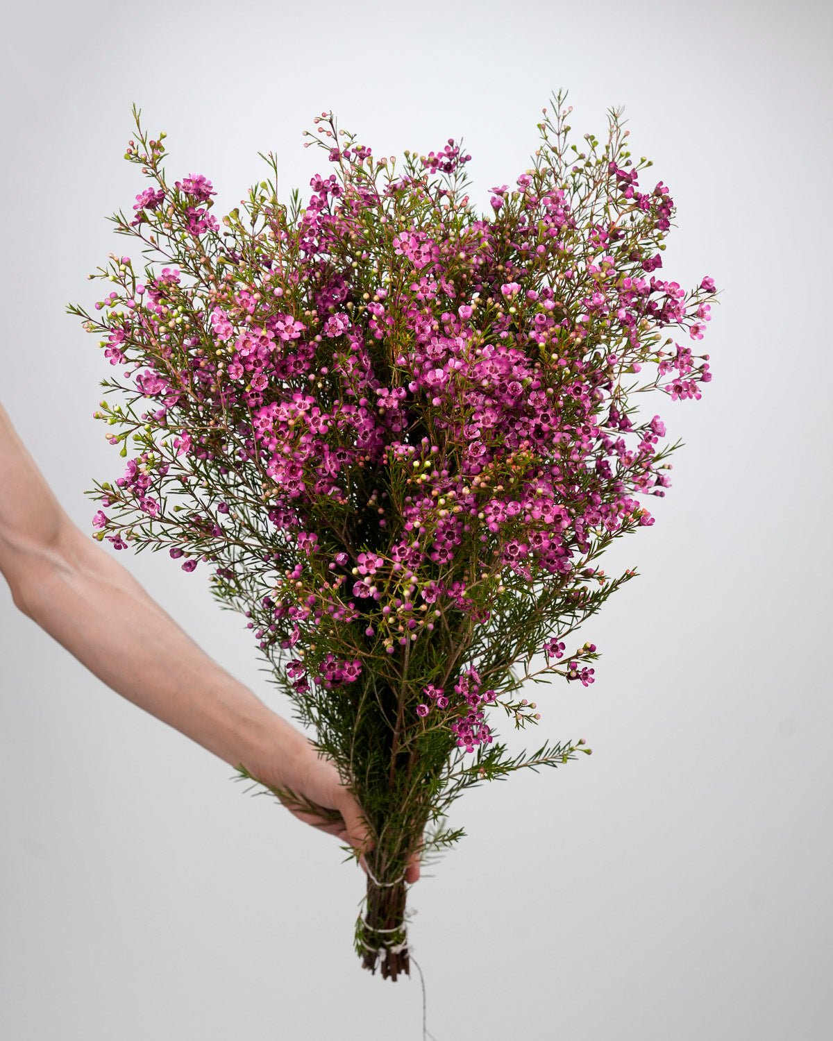 Wax Flower - Pinky Lavender (25 Stems) - Laflora.ae