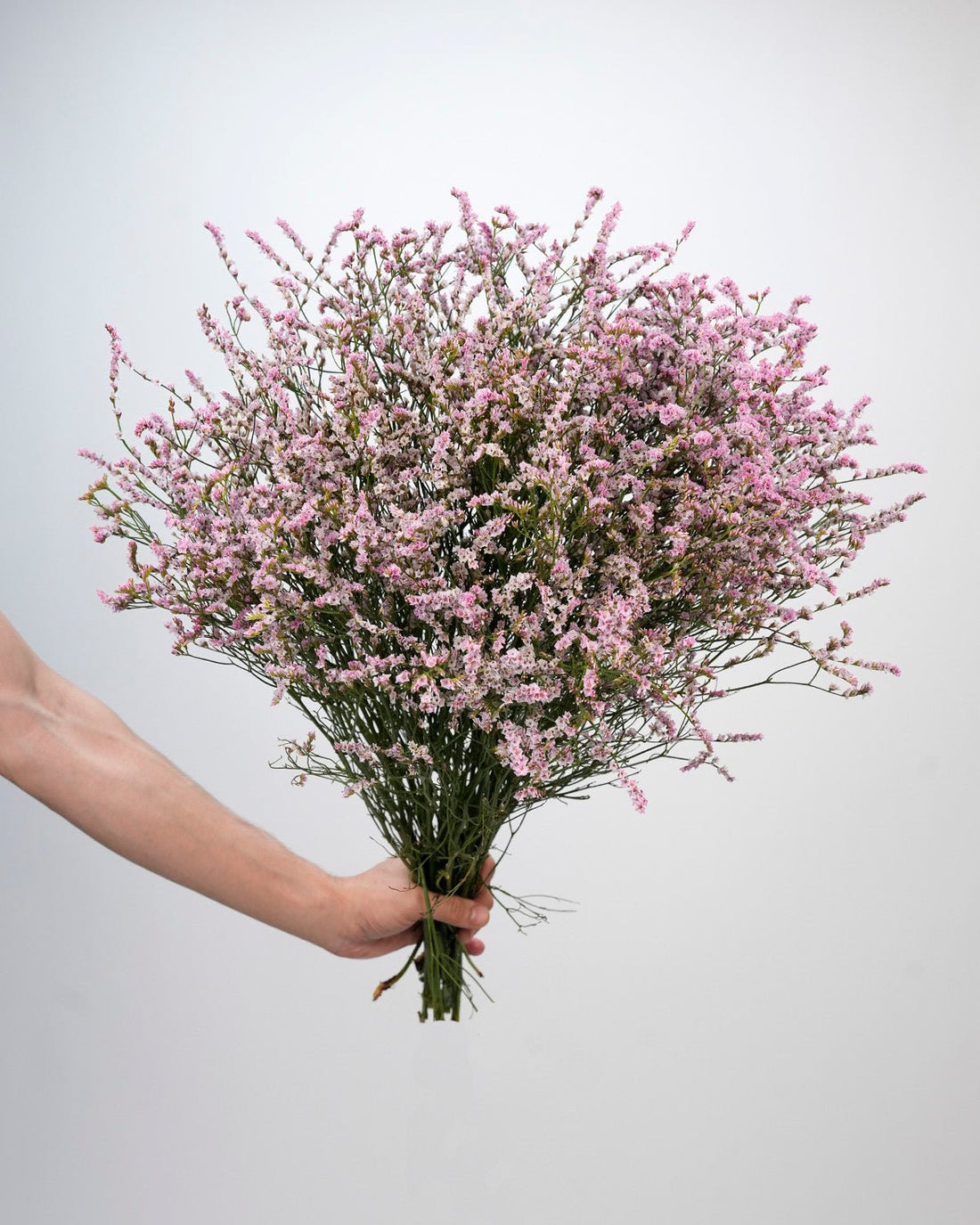 Limonium Pink - 25 Stems - Laflora.ae