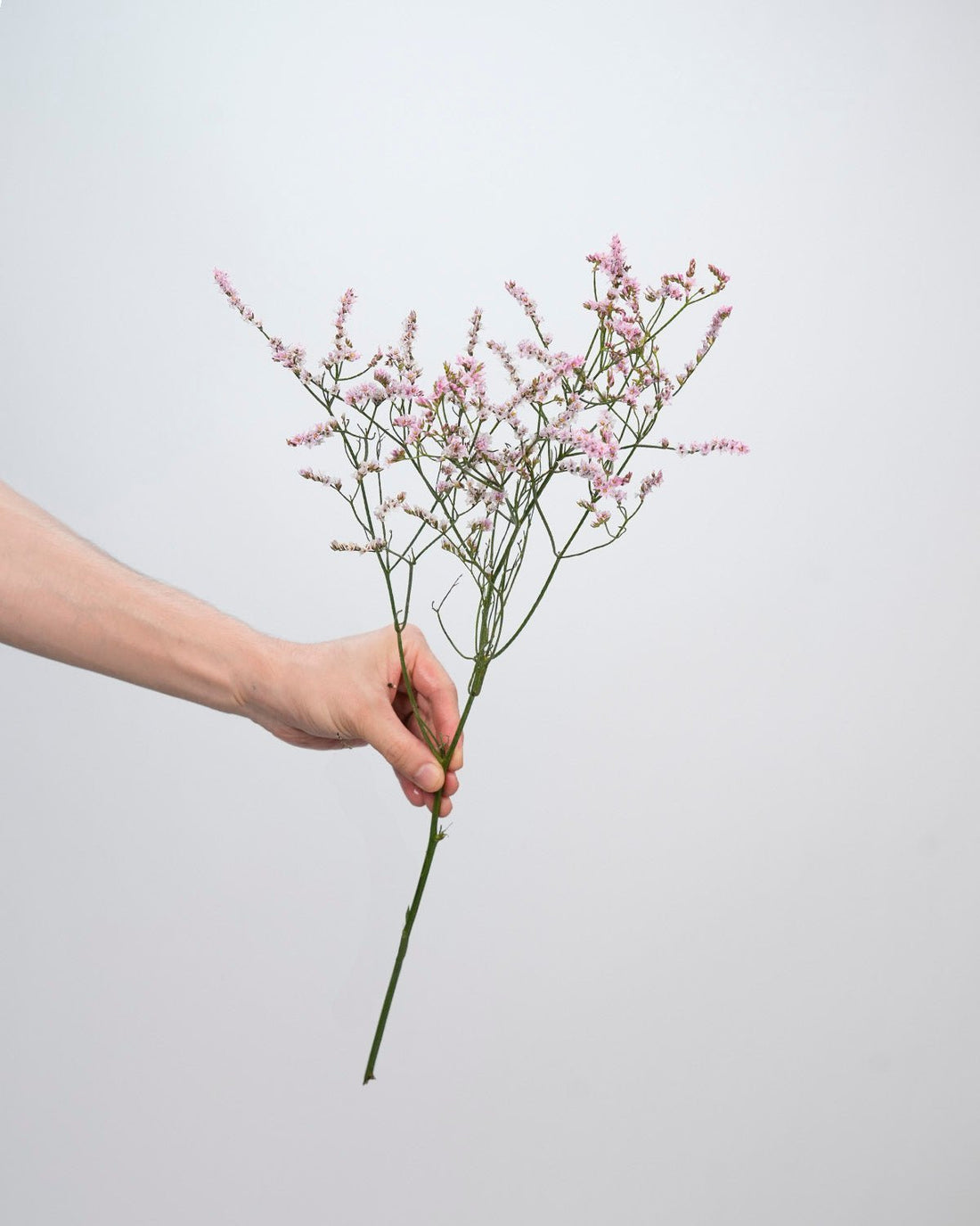 Limonium Pink - 25 Stems - Laflora.ae