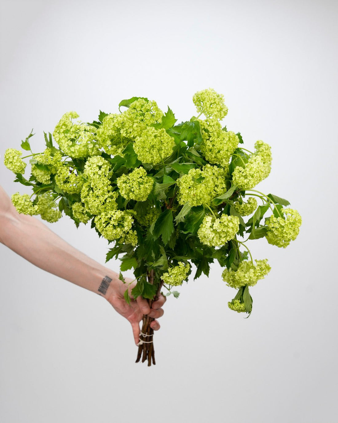 Viburnum - 10 Stems - Laflora.ae