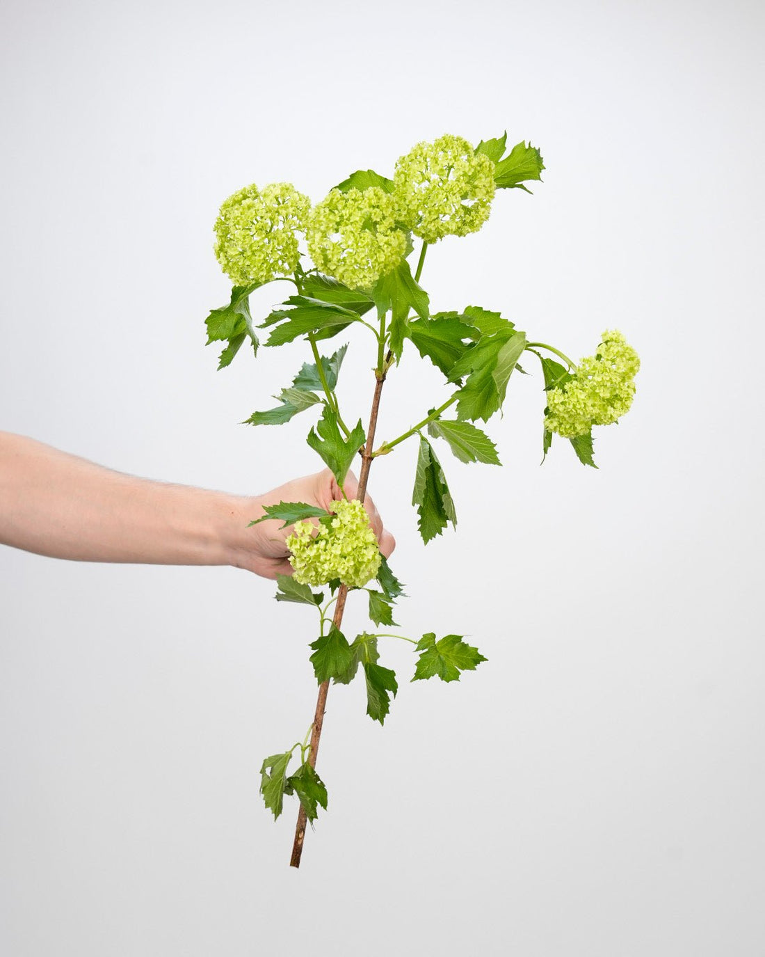 Viburnum - 10 Stems - Laflora.ae