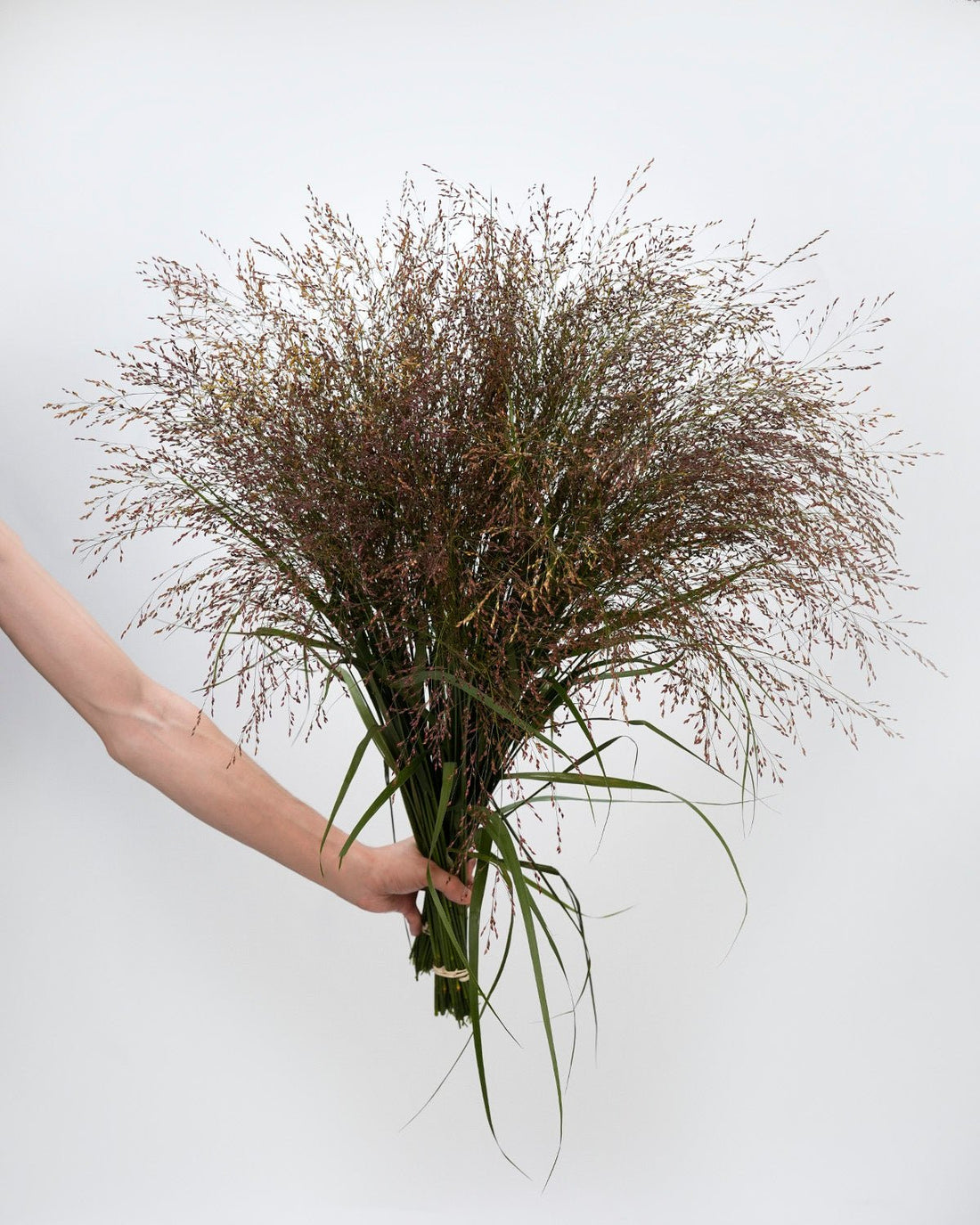 Panicum heavy mental - 10 Stems - Laflora.ae