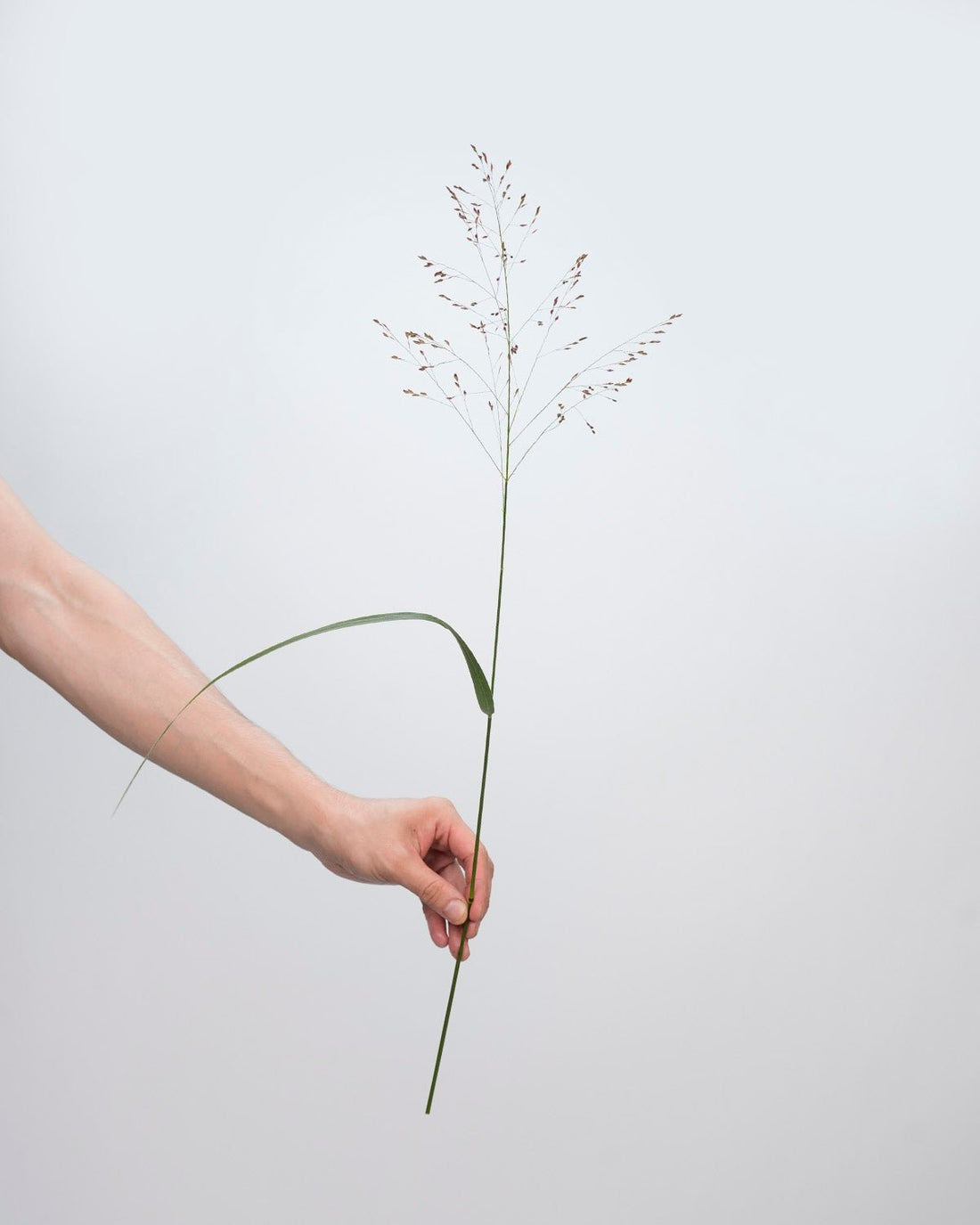 Panicum heavy mental - 10 Stems - Laflora.ae