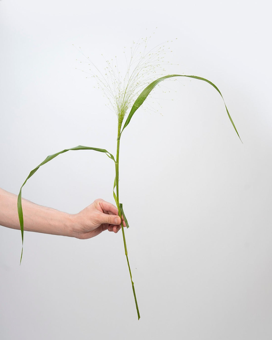 Panicum Fountain - 10 Stems - Laflora.ae