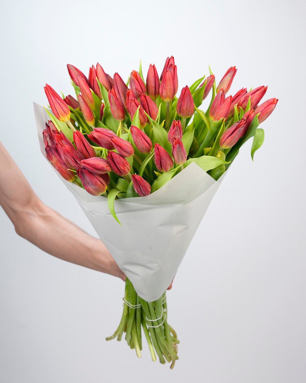 Tulips - Red - Laflora.ae