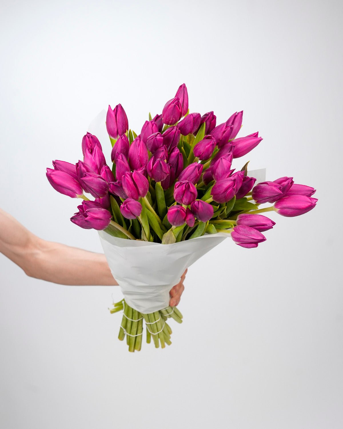 Tulip Dark Purple - Laflora.ae