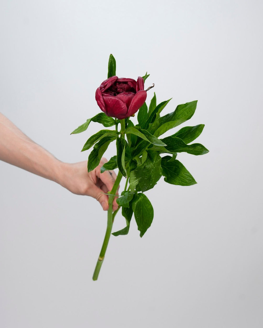 Red Wine Peonies - Laflora.ae