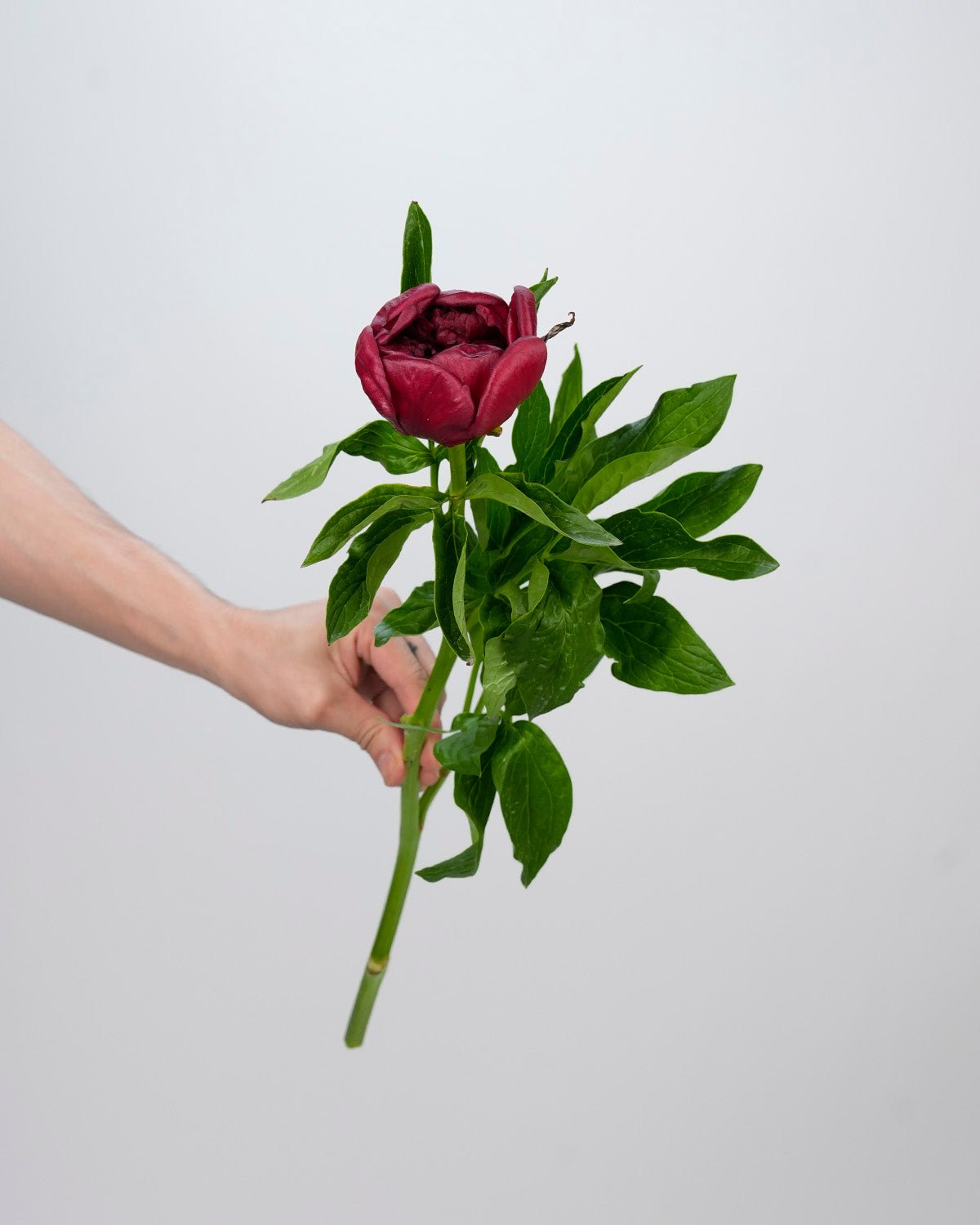 Red Wine Peonies - Laflora.ae