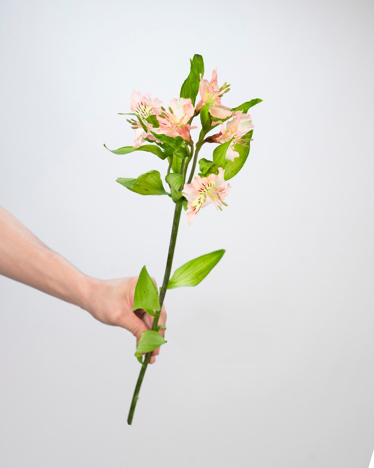 Peach Alstroemeria (Bunch) - Laflora.ae