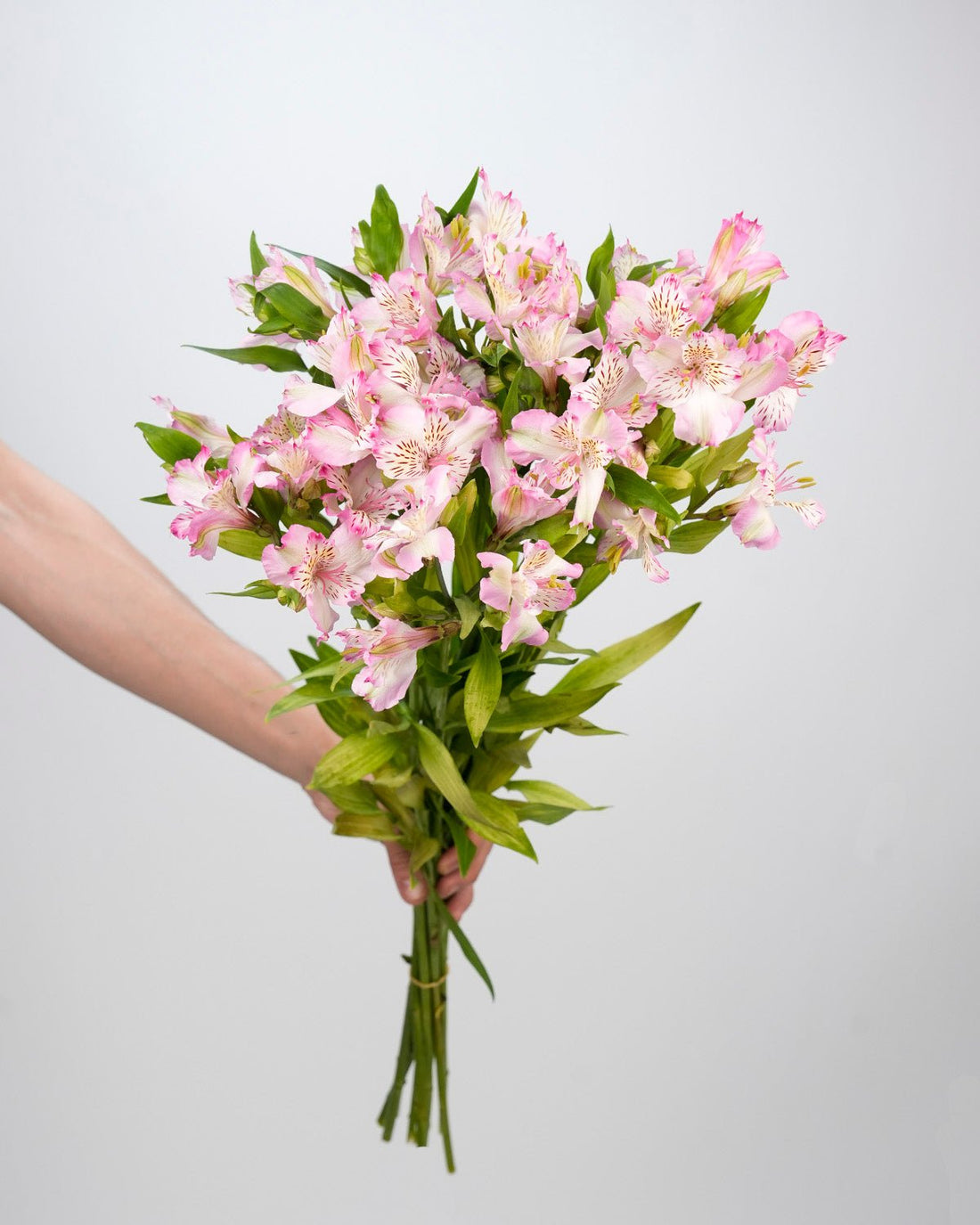 Baby Pink Alstroemeria (20 Stems) - Laflora.ae