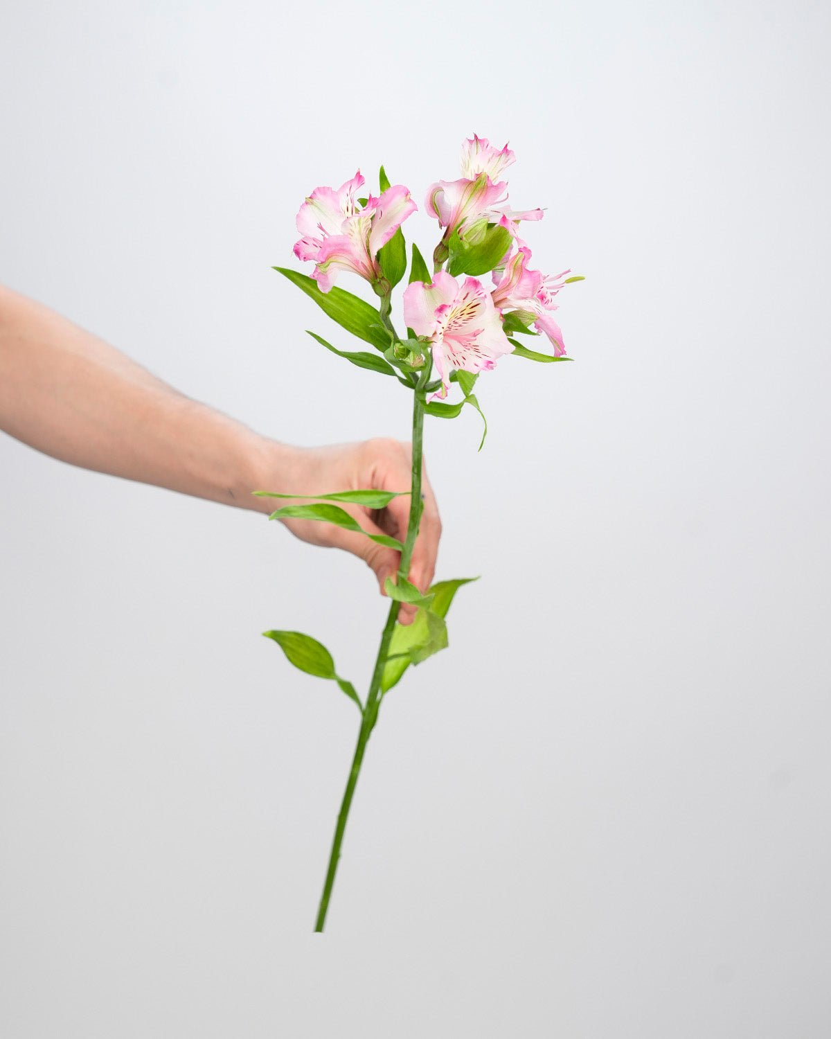 Baby Pink Alstroemeria (20 Stems) - Laflora.ae