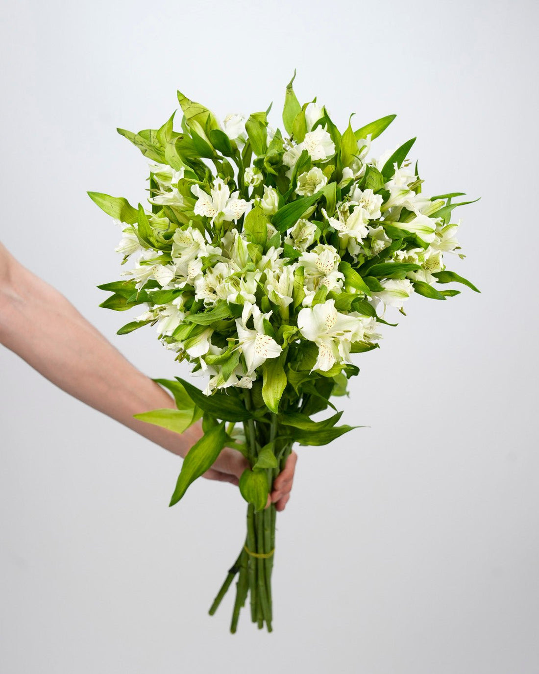 White Blush Alstroemeria (Bunch) - Laflora.ae