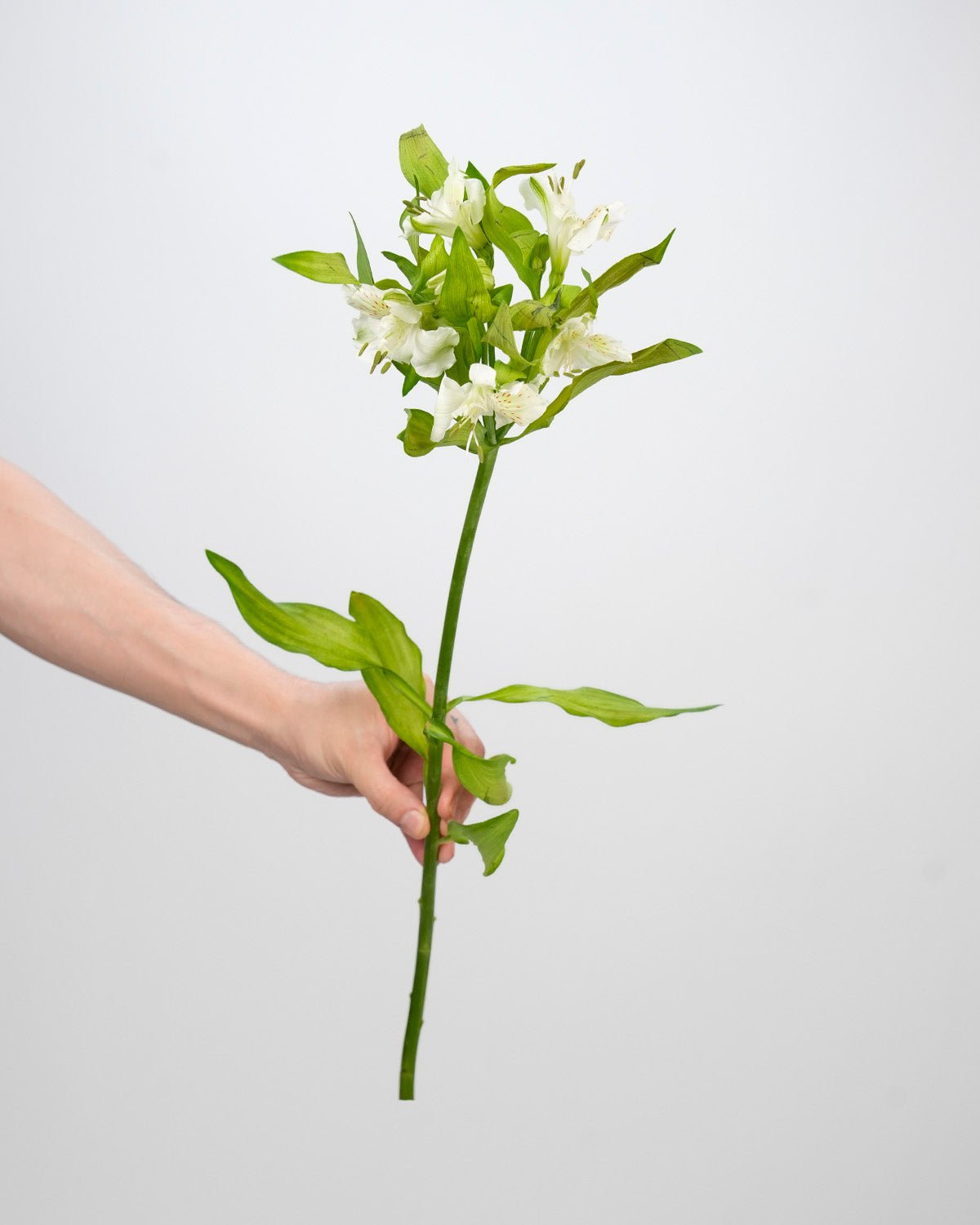 White Blush Alstroemeria (Bunch) - Laflora.ae